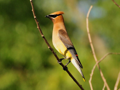 Cedar waxwing02.JPG