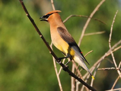 Cedar waxwing03.JPG