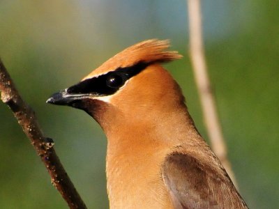 Cedar waxwing13.JPG