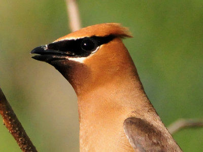 Cedar waxwing14.JPG