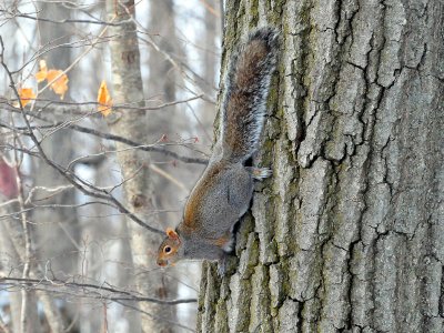 Gray squirrel1.jpg
