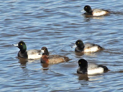 Greater scaups5.jpg