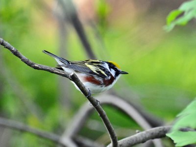 Chestnut-sided warbler1