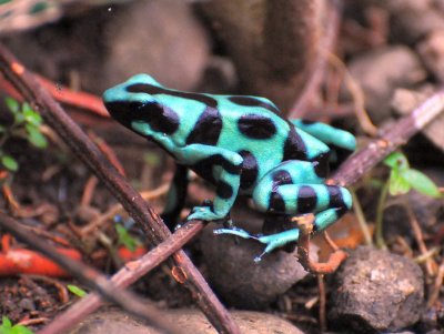 Green Poison-arrow Frog