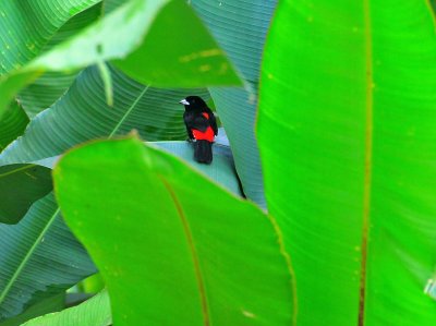 Passerini's Tanager1