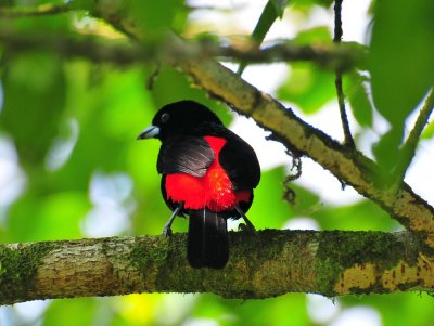 Passerini's Tanager2