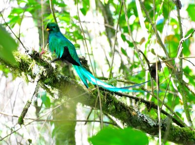 Resplendent Quetzal 1