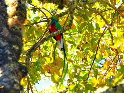 Resplendent Quetzal 2