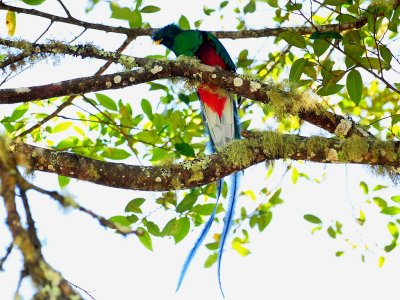 Resplendent Quetzal 3