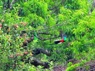 Resplendent Quetzals in the orchard