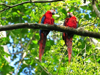 Scarlet Macaws1