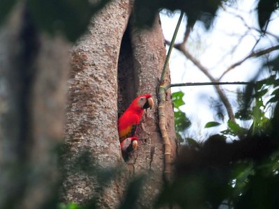 Scarlet Macaws2