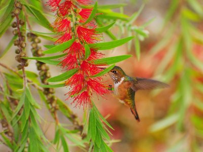 Scintillant Hummingbird2