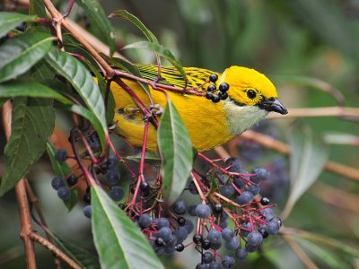 Silver-throated Tanager1