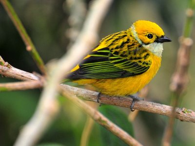 Silver-throated Tanager2