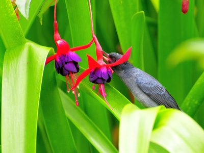 Slaty Flower-piercer2