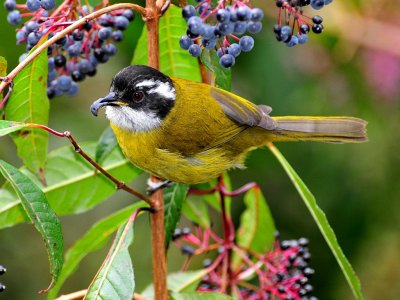 Sooty-capped Bush-tanager2