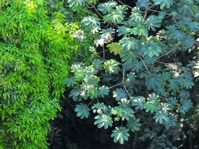Villa Lapas foliage