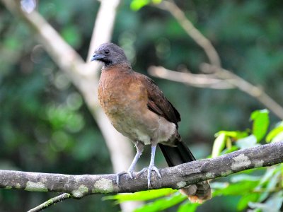 Gray-headed Chachalaca