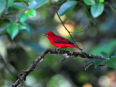 Summer Tanager