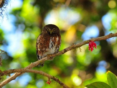 Costa Rican Pygmy owl