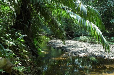 Jungle stream