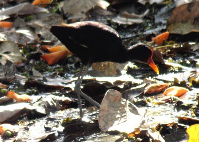 Wattled Jacana