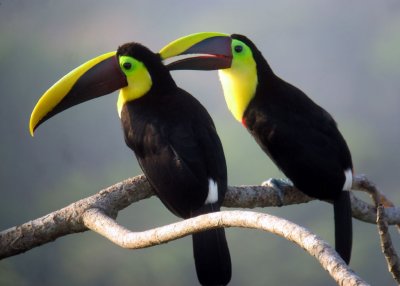 Chestnut-mandibled Toucans2