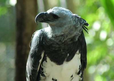 Harpy Eagle2