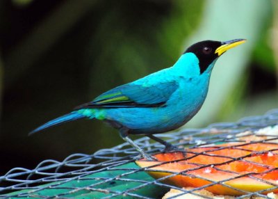 Green Honeycreeper2