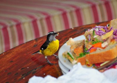 Bananaquit on the table