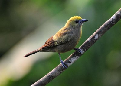 Palm tanager