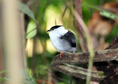 White-bearded Manakin