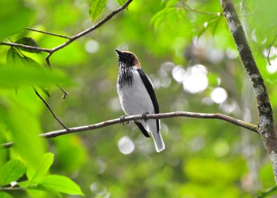 Bearded Bellbird