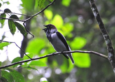 Bellbird2