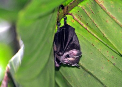 Tent-making Bat