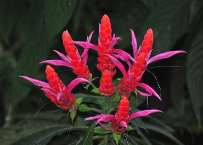 flowers4