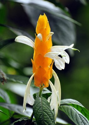 Shrimp Plant