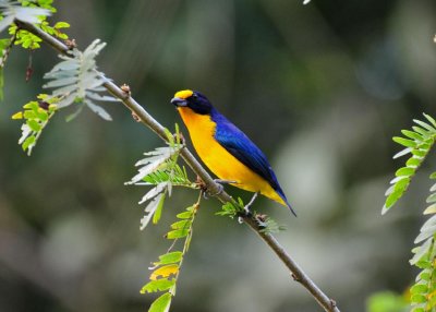 Violaceous Euphonia