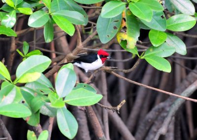 Red-capped cardinal