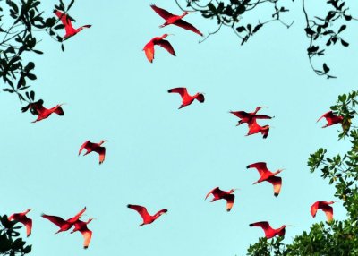 Scarlet Ibis2