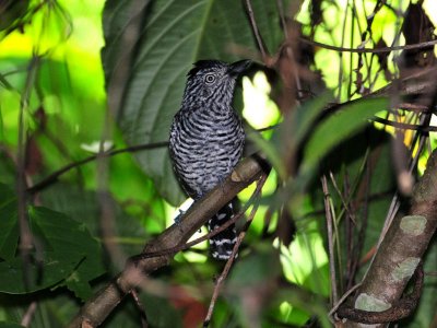 Barred Antshrike