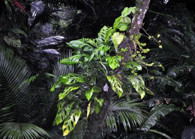 Philodendron1