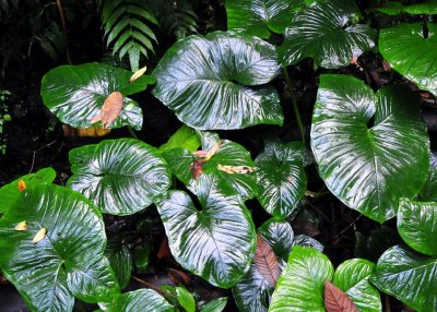 Wet Foliage