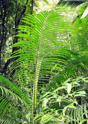 Main Ridge Forest Palm1