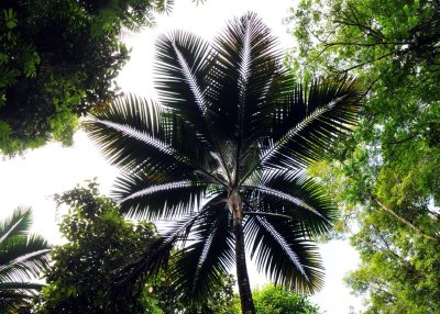 Main Ridge Forest Palm2