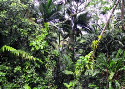 Jungle View