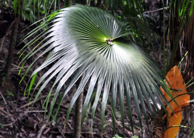 Silver palm