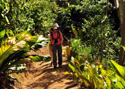 Little Tobago Trail