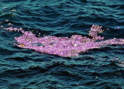 Portugese Man-o-war aggregation